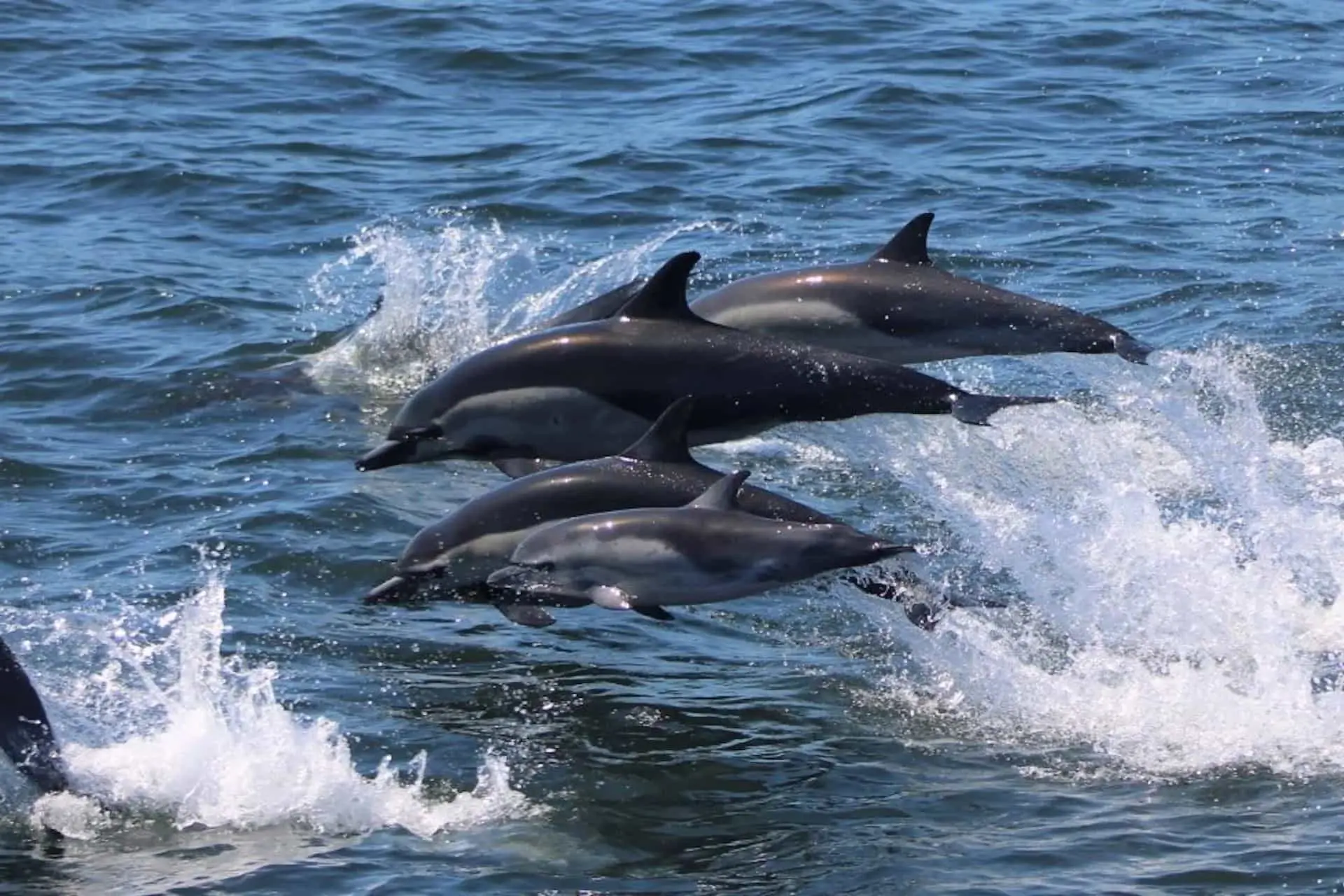 Bohol dolphin watching — car rental to Baclayon