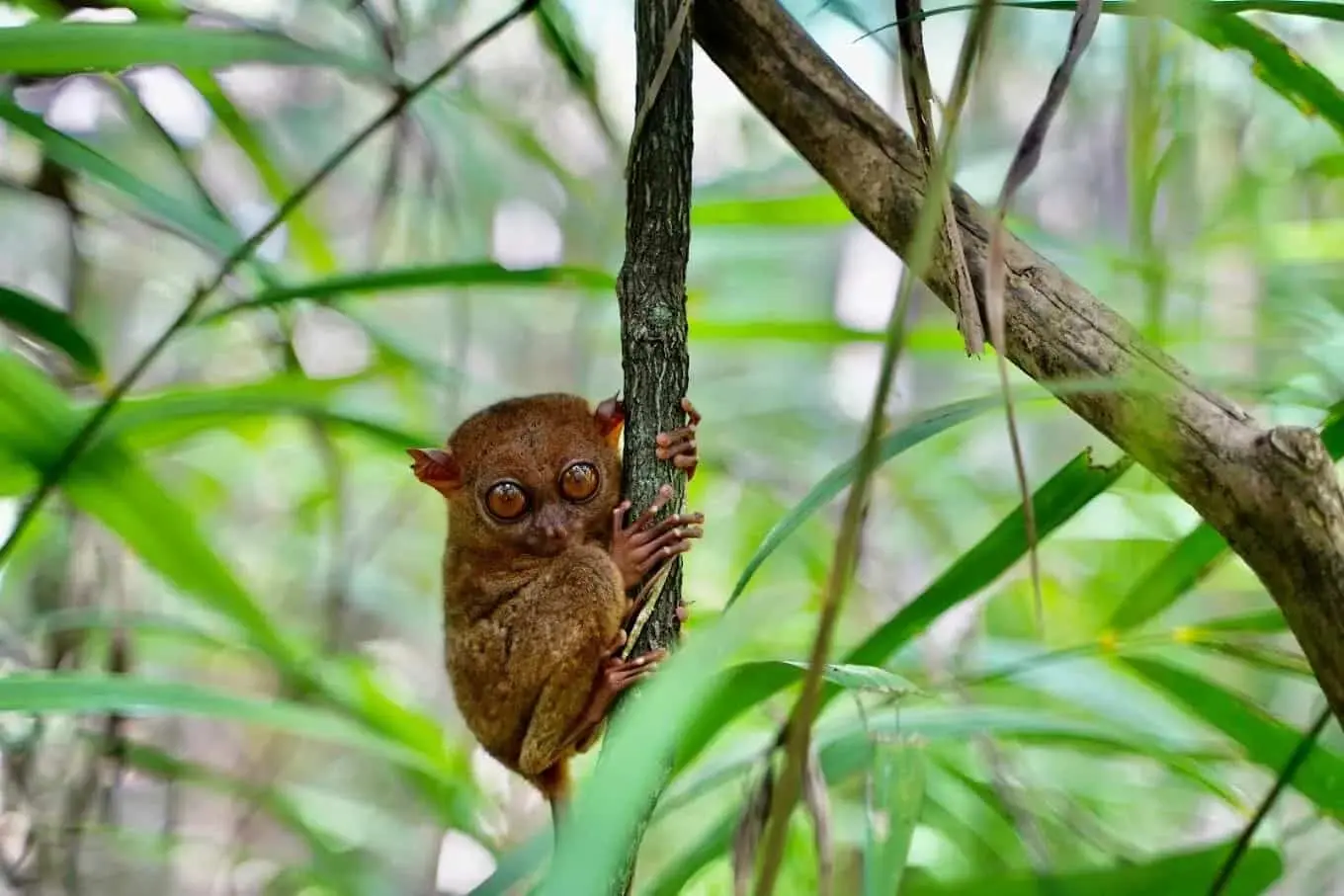 Bohol car rental tour stop — Philippine Tarsier Sanctuary in Corella